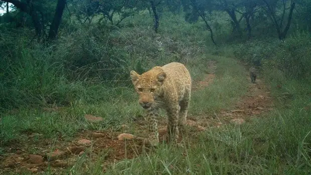 Индийские нейросети будут следить за российскими леопардами в Приморье