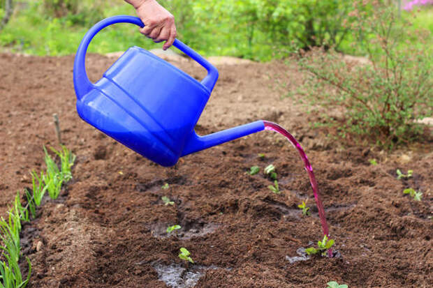 Горячий раствор перманганата калия - отличное средство для обеззараживания почвы