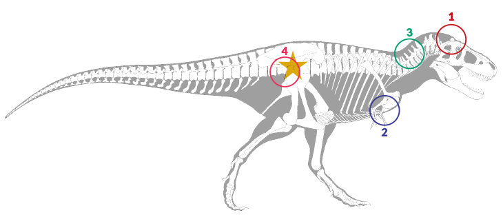 dinosaur diagram