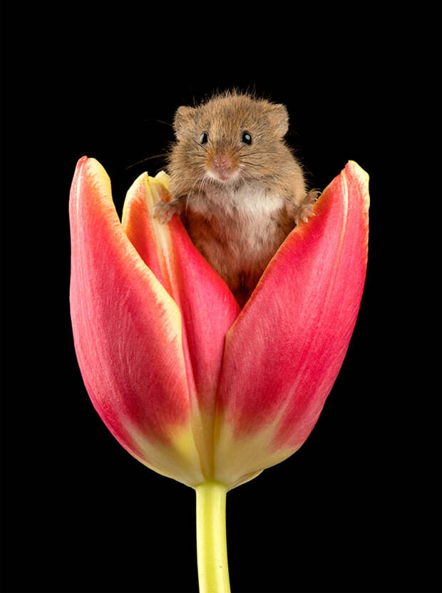 cute-harvest-mice-in-tulips-miles-herbert-11-5ad097e1c8b65__700.jpg cute-harvest-mice-in-tulips-miles-herbert-11-5ad097e1c8b65__700.jpg