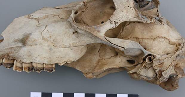 У берегов Кадиса опознали корабль, утопленный Фрэнсисом Дрейком в 1587 году