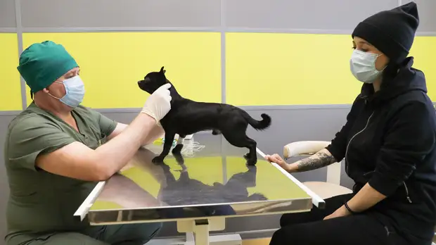 Более 93% российских ветклиник испытывают дефицит препаратов и вакцин