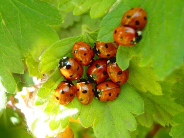 Суперхищники. Coccinellidae животные, факты