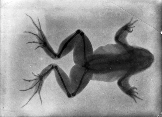 На рентгенограмме 1896 года видна лягушка со сросшейся сломанной костью (утолщение на задней лапке сверху). | Фото: wellcomeimages.org.