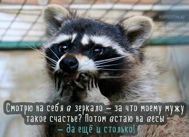 Завораживающее многообразие картинок животных