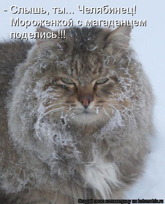 Лучшие котоматрицы недели (50 фото)