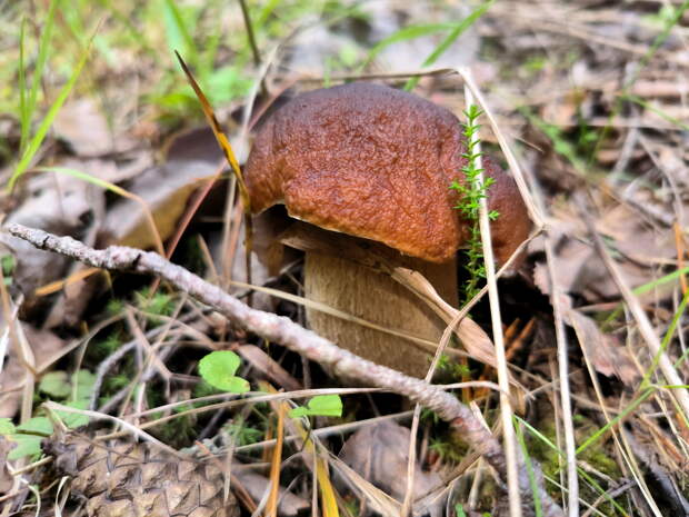 В лесу в Ленобласти нашли первые боровики: где искать благородные грибы