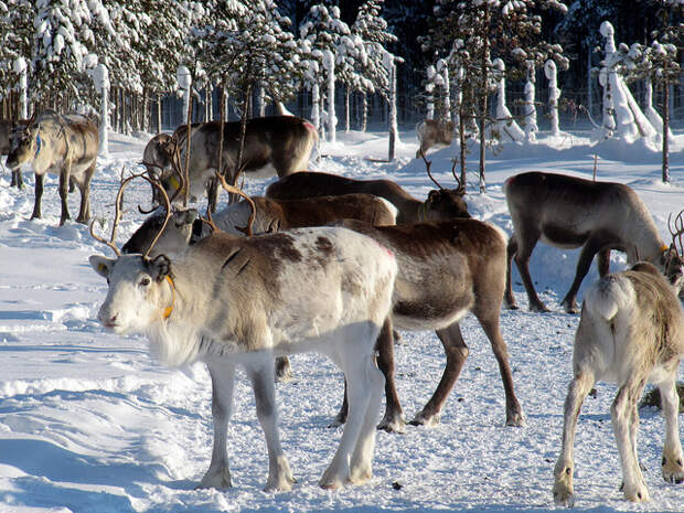 reindeer