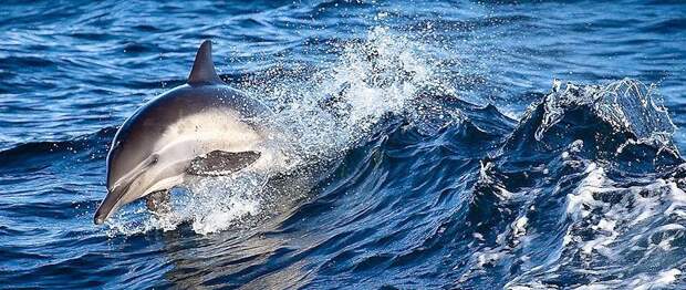 dolphins18