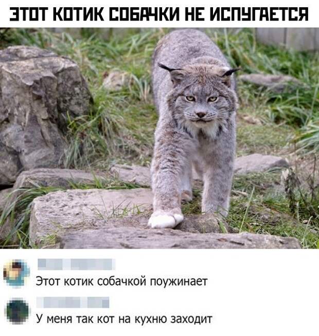 Грозный котик