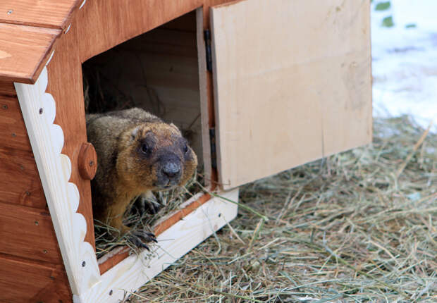 Спящий сурок Филимон предсказал россиянам еще шесть недель зимы