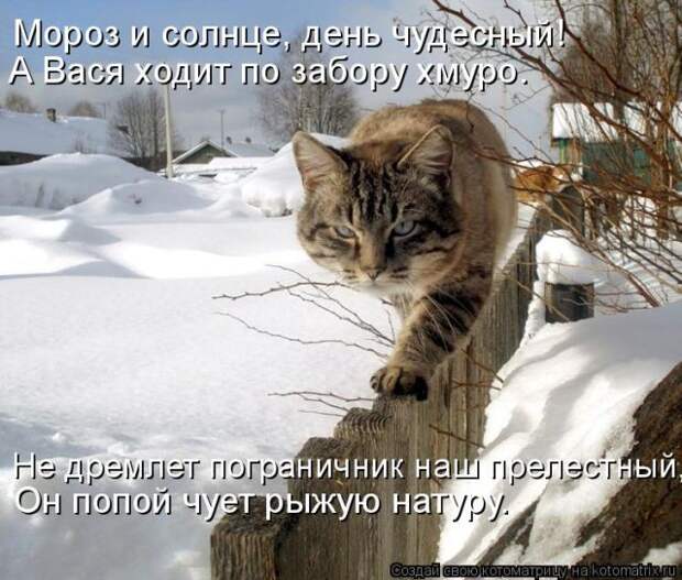 Лучшие котоматрицы недели (50 фото)