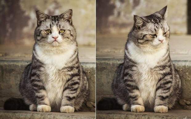20 смешных фото котов, которые обиделись на своих хозяев кот, кот обиделся, кошка, обида, смешные коты