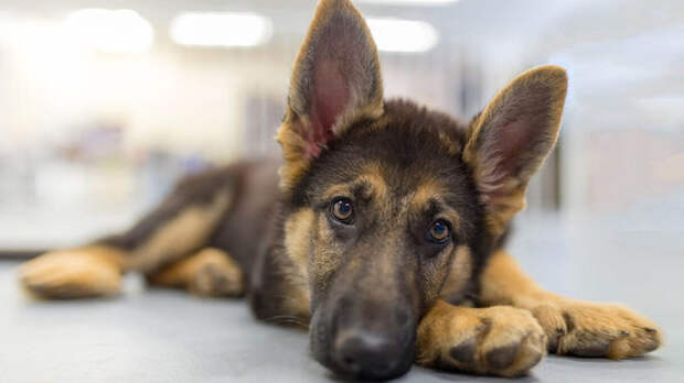 источник фото: calmingdog.com