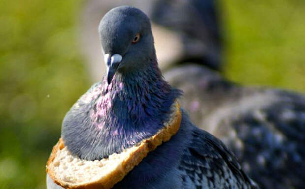 Inbred Pidgeon