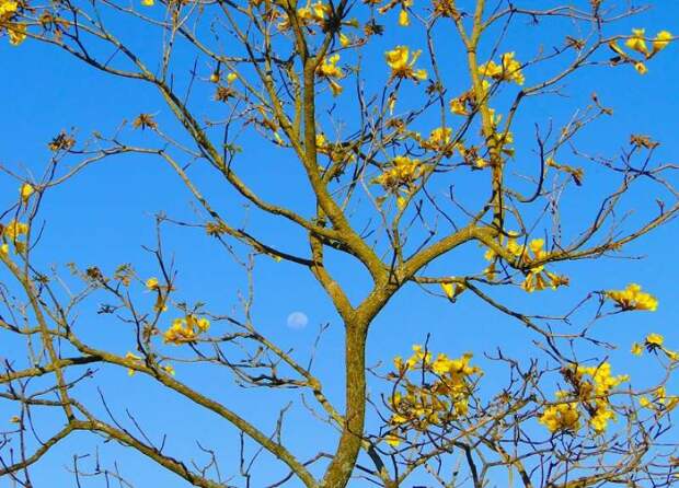 Садоводам и огородникам: лунный календарь работ с растениями на апрель-2023