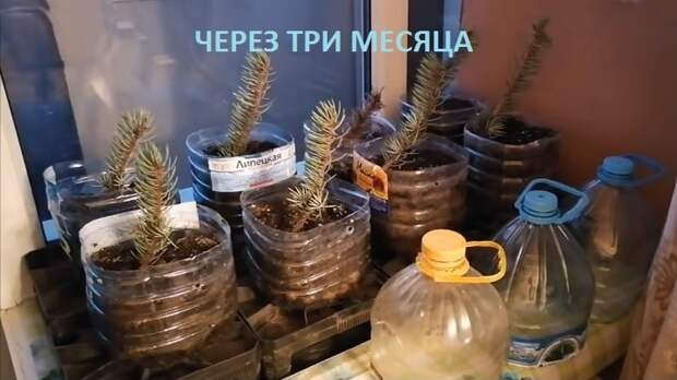 Как вырастить голубую ель из веточки