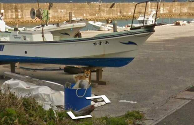 В Японии собака проследовала за автомобилем Google Street View, забавно «испортив» каждую сделанную им фотографию google street view, животные, кадр, собака, юмор
