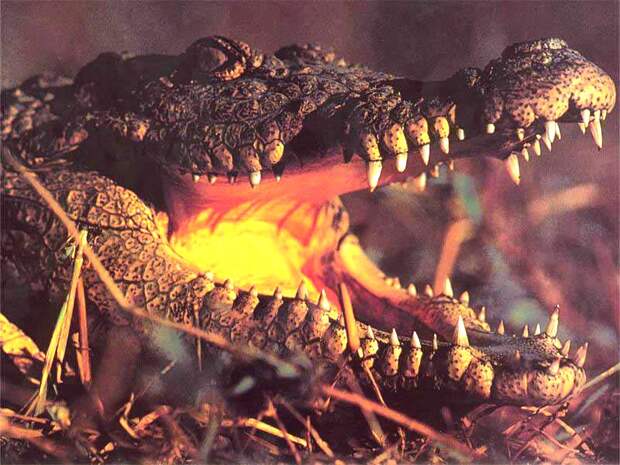 Крокодил, фото рептилии картинка