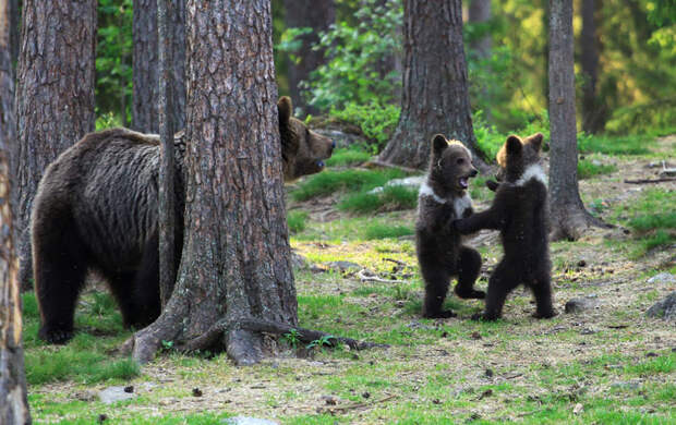 медведи в лесу