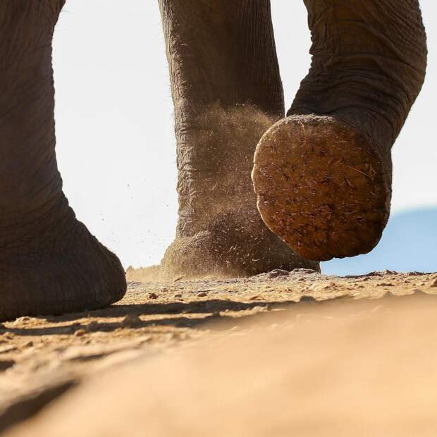 Необычно возбужденный слон затоптал мужчину