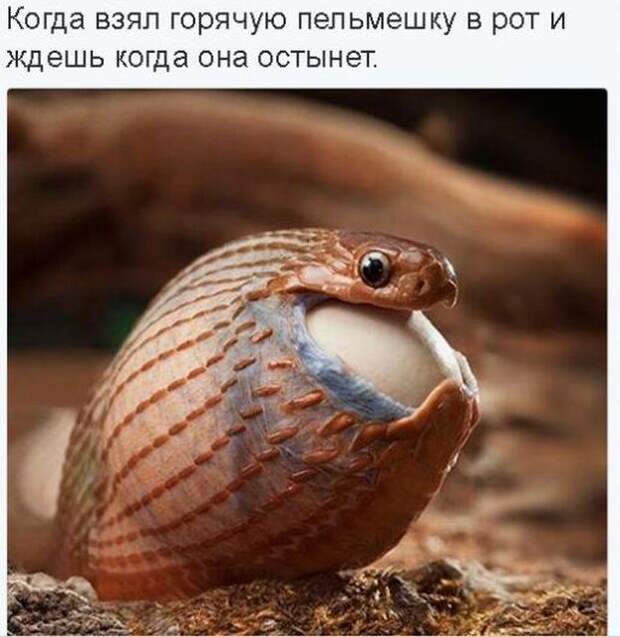 Забавные картинки и фото с надписью для настроения (10 фото) Забавные картинки и фото с надписью для настроения (10 фото)