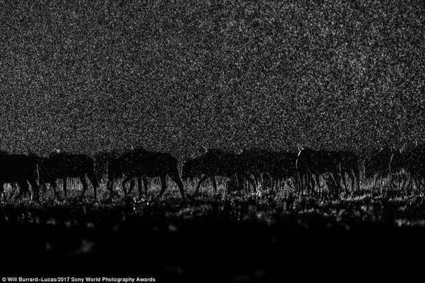 Ночной переход. Национальный парк Лиува Плейн на западе Замбии искусство, конкурс, красота, фото