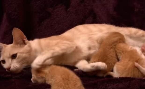 Котята кушают Кошка и котята