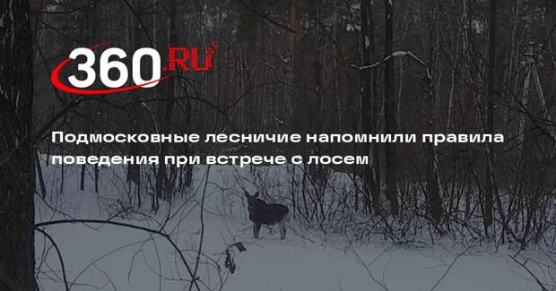 Подмосковные лесничие напомнили правила поведения при встрече с лосем