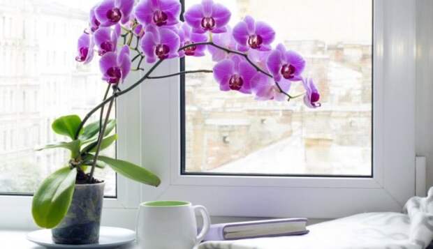 Дома не цветет орхидея. Что делать?