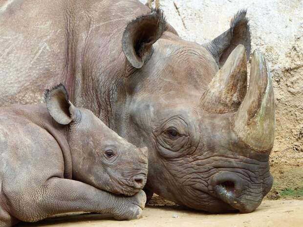 Костры из тысяч рогов носорогов: как Индия борется с браконьерами