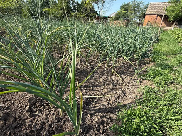 Добавьте это на грядку весной — и головки чеснока вырастут размером с кулак