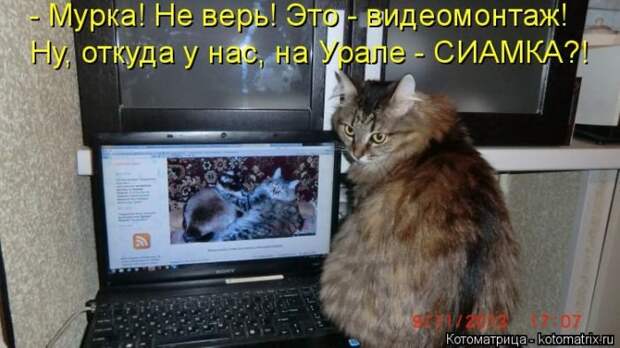 Котоматрицы великолепные, каждая с кусочком позитива и хорошего настроения!!!