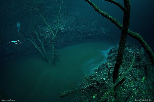 Если смотреть с поверхности, то ничего не будет видно – только толща воды. Но стоит только опуститься на глубину в 18-20 метров и вы как будто-то попадаете в другой мир. Перед вами открывается мистическая картина подводной реки Северная Америка, дайвинг, мексика, подводная съемка, подводный мир, природа, река