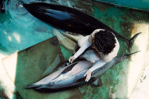 Обследование дельфина в зооцентре в Сан-Диего, Сальвадор