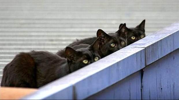 Коты, выглядывающие из своих укрытий (25 фото)