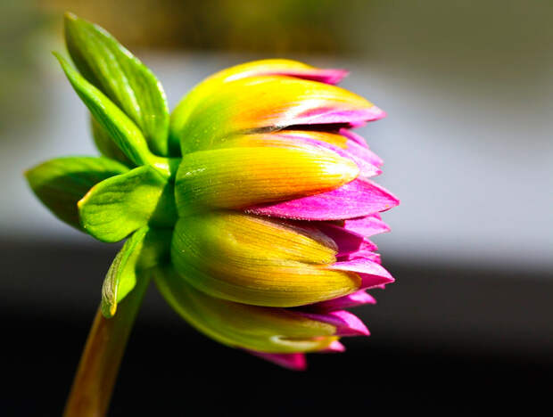 Оставь в покое чужого мужа!