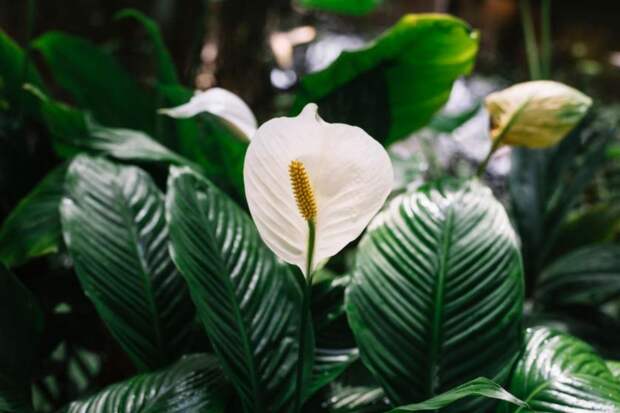 Четыре ошибки в уходе за спатифиллумом: почему нет цветения