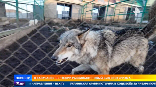 Новый вид экотуризма: россияне едут работать волонтерами в волчий питомник в КЧР