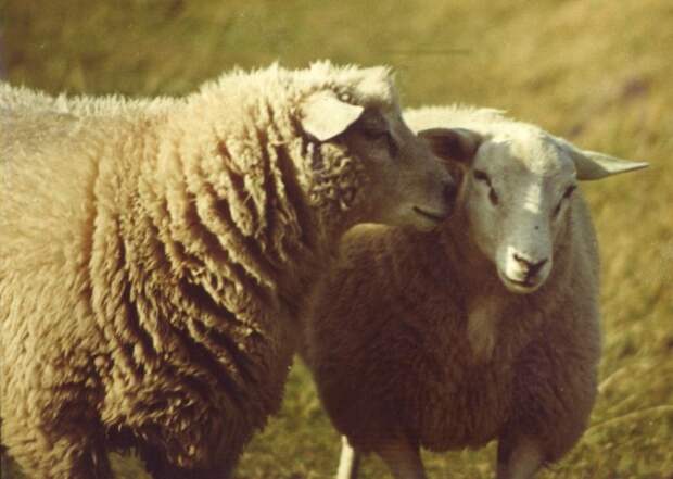 Шерсть овец - отличное сырье для хорошего сюртука, а ещё хороший повод для спора./Фото: stranger-collective.com