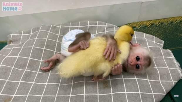Малыш обезьянки очень старался уложить спать утенка