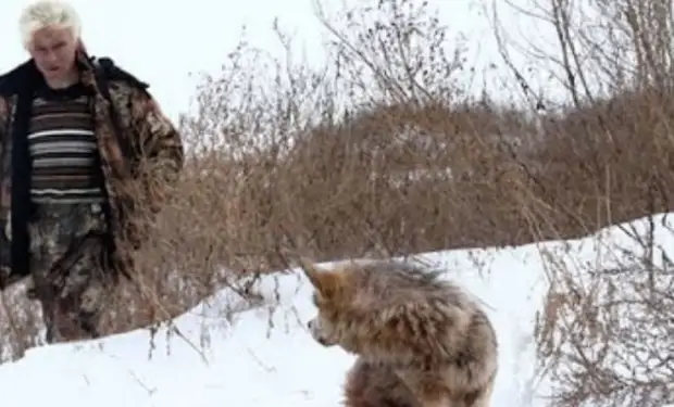 Пенсионер освободил из ловушки волка. Через год волк вернулся и помог найти потерявшегося внука