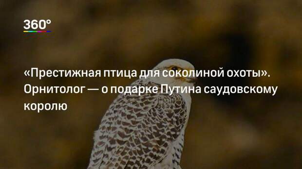 «Престижная птица для соколиной охоты». Орнитолог — о подарке Путина саудовскому королю