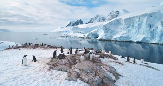 Предсказано масштабное исчезновение животных из-за катастрофы