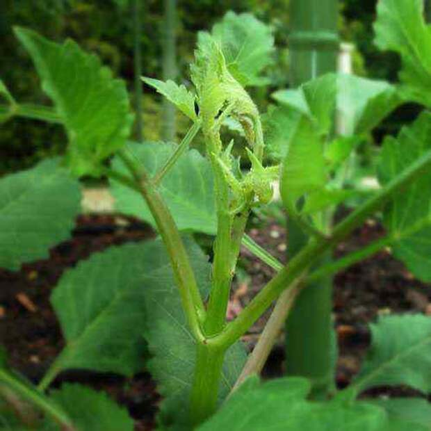 topping1 (500x500, 17Kb)