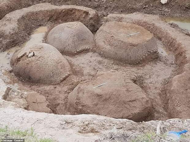 В Аргентине найдены останки предков броненосцев размером с автомобиль