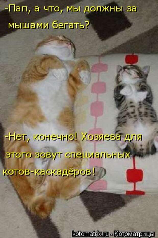 Лучшие котоматрицы недели (50 фото)