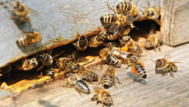 Metro: Женщина обнаружила в стене 50 тысяч пчел после жалобы дочери на монстров