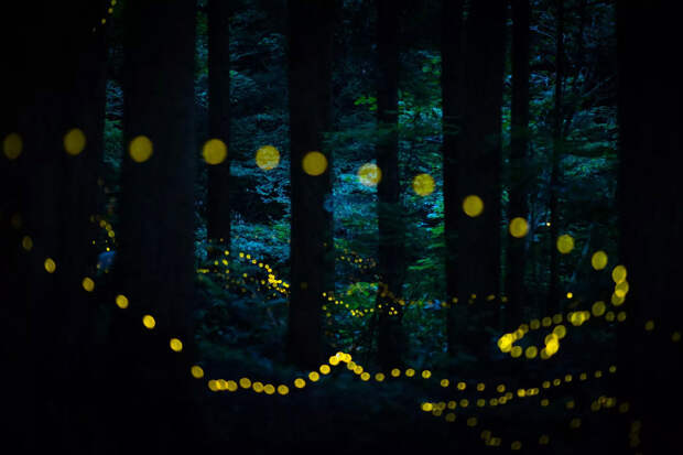 Светлячки в лесах Тоттори, Япония