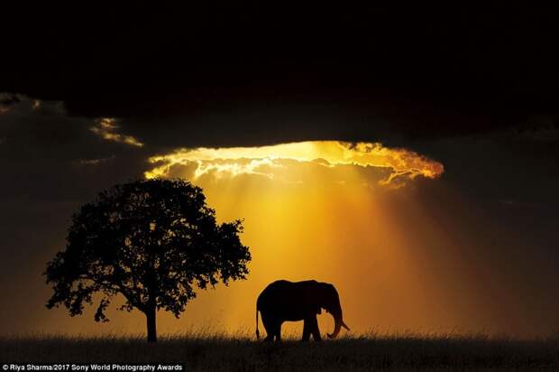 Слон на закате. Гуджарат, Индия искусство, конкурс, красота, фото